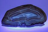 Colorful, Polished Patagonia Agate - Highly Fluorescent! #214921-3